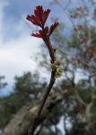 Gifteiche - Toxicodendron diversilobum