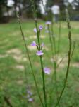 :-Verbena halei