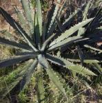 : - Agave xylonacantha