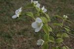 Scheinkerrie - Rhodotypos scandens