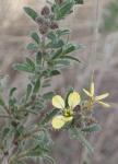 : - Boleum asperum