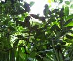 Ebenholzbaum - Diospyros ebenum