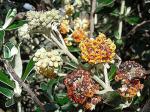 :-Buddleja longifolia