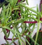 Magere Hottentottenfeige - Carpobrotus muirii