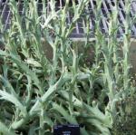 : - Euphorbia hamata