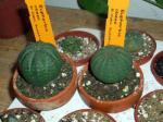 Seeigel-Wolfsmilch - Euphorbia obesa