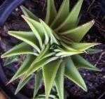 :-Haworthia viscosa