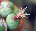 : - Conophytum truncatum
