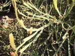 : - Euphorbia xylophylloides