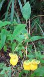 : - Calceolaria irazuensis