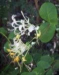Etrurisches Geisblatt - Lonicera etrusca