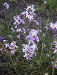 Trübe Levkoje - Matthiola fruticulosa