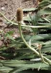 : - Eryngium agavifolium