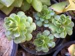 Spateliges Aeonium - Aeonium spathulatum