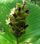 : - Calathea cylindrica