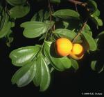 : - Anisophyllea fallax