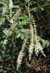 : - Aloysia looseri