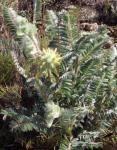: - Astragalus alopecuroides