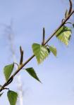 Papier-Birke - Betula papyrifera
