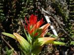 :-Castilleja fissifolia