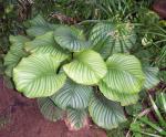 : - Calathea fasciata
