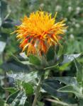 Färberdistel - Carthamus tinctorius