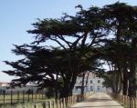 Libanon-Zeder - Cedrus libani