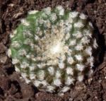 : - Copiapoa hypogaea subsp. laui