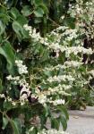 Schling-Knöterich - Fallopia baldschuanica