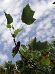 Tulpenbaum - Liriodendron tulipifera