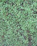 : - Muehlenbeckia complexa