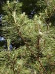 Japanische Rot-Kiefer - Pinus densiflora