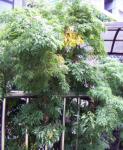 : - Polyscias filicifolia
