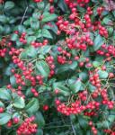: - Pyracantha fortuneana
