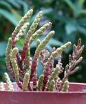 Ästiger Queller - Salicornia ramosissima