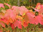 Rot-Ahorn - Acer rubrum