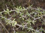 : - Alluaudiopsis marnieriana