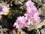 : - Armeria caespitosa