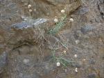 : - Carlina salicifolia