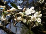 : - Cytisus proliferus