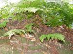 Kanarenfarn - Davallia canariensis
