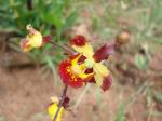 : - Cyrtopodium brunneum