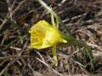 : - Narcissus bulbocodium subsp. bulbocodium