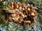 : - Platycerium quadridichotomum