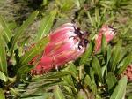 : - Protea laurifolia