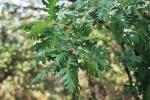 Ungarische Eiche - Quercus frainetto