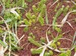 Rotes Torfmoos - Sphagnum rubellum