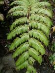 Wurzelnder Kettenfarn - Woodwardia radicans