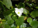 Herzblättrige Schwertpflanze - Echinodorus cordifolius