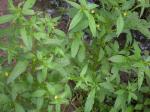 : - Ludwigia hyssopifolia